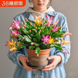 清仓处理【带花苞】蟹爪兰花带根盆栽室内大苗阳台养耐活四季花卉