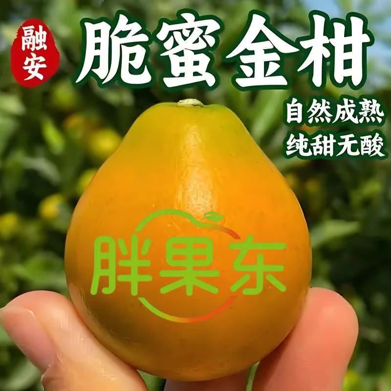 广西融安脆蜜金桔融安金桔8-15