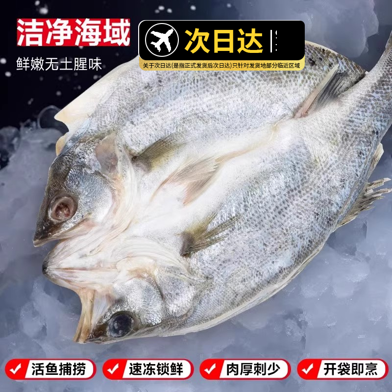 海鲈鱼去鳞去内脏腌制新鲜冷冻深海鲈鱼海鲜水产半成品商用批发
