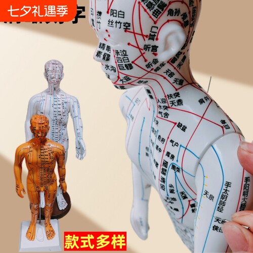中医针灸穴位全身经络人体模型
