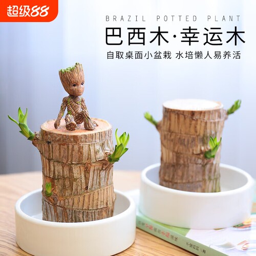 巴西木水养幸运木开花好养绿植室内水培懒人花植物盆栽