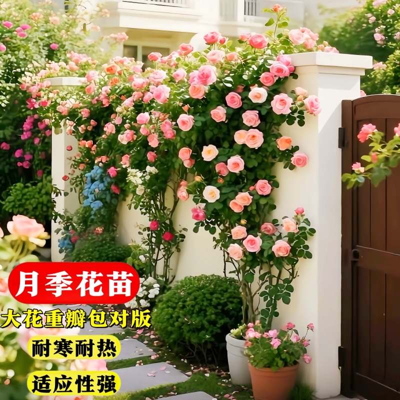 藤本月季蔷薇盆栽好养