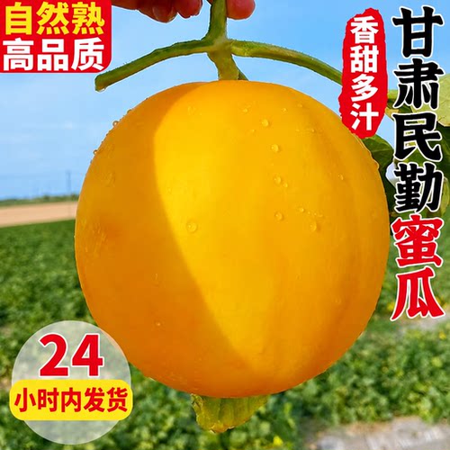 甘肃民勤沙漠黄河蜜瓜哈密瓜甜瓜民勤蜜瓜当季整箱包邮黄金红金宝
