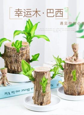 巴西木格鲁特水养幸运木水培花卉室内阳台夏季驱蚊绿植桌面种植