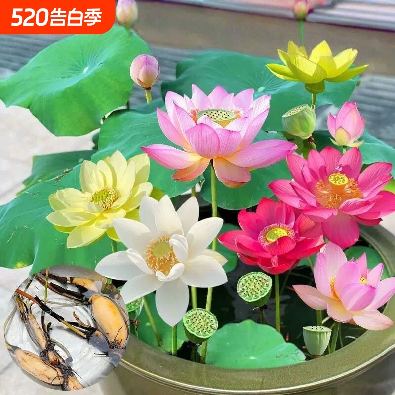 大型观赏荷花种藕苗水培植物庭院盆栽池塘水缸水养食用莲藕种苗