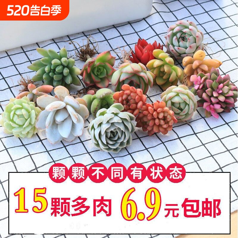 优选多肉植物花卉组合盆栽送盆送土室内外绿植新手套餐大颗好养活