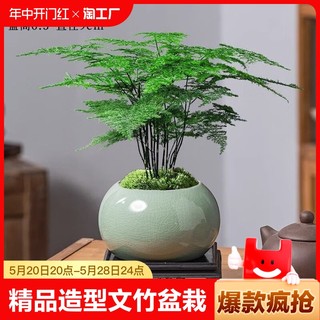 文竹盆栽植物室内办公室水培客厅懒人小绿植花卉大全盆景四季常青