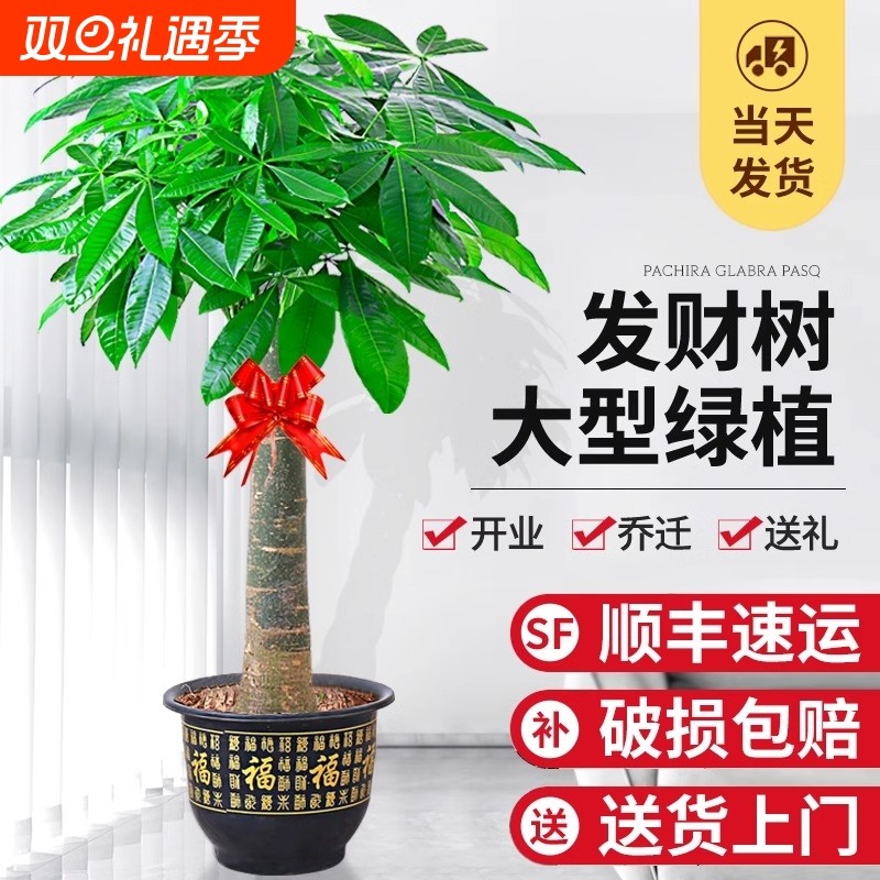 发财树盆栽室内大型步步高招财树大棵绿植物客厅花卉盆景开业乔迁