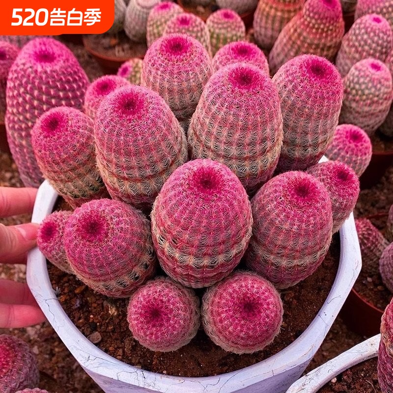 红太阳仙人球实生多肉网红植物仙人掌好养桌面室内花卉懒人盆栽