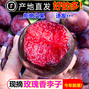 李子新鲜水果黑布林正宗红心黑布李脆大应季特产玫瑰现摘血丝李