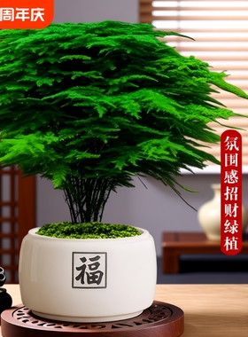 大文竹盆栽招财旺宅桌面盆景室内客厅茶室禅意绿植物四季陶瓷温馨