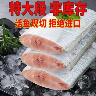 带鱼新鲜冷冻刀鱼段中段无冰特级大号东海小眼海鱼商用批发整箱
