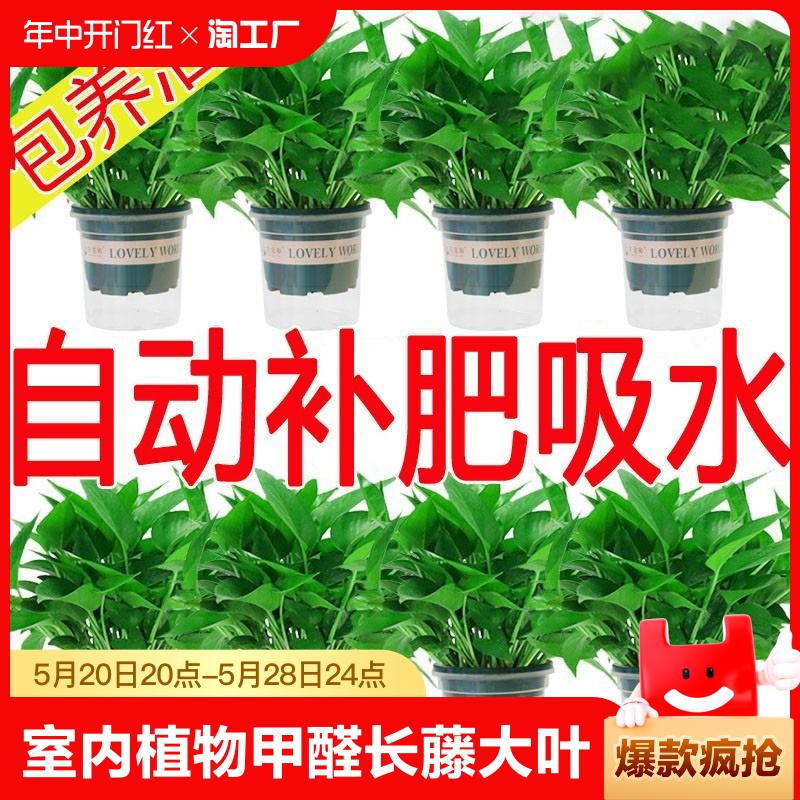 绿萝盆栽室内植物吸甲醛绿箩长藤大叶新房家用除甲醛绿植水培绿罗