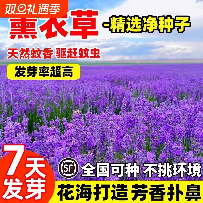 普罗旺斯薰衣草花籽四季驱蚊虫种子孑苗鼠尾草月见草福禄考二月兰
