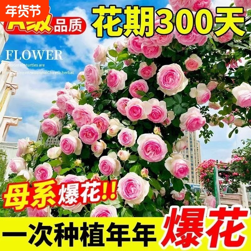 蔷薇花苗藤本月季大花月季老桩玫瑰花盆栽四季开花庭院爬藤植物,鲜花速递/花卉仿真/绿植园艺,月季/蔷薇/玫瑰,淘宝优惠券,粉丝福利购,淘宝优惠卷