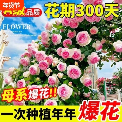 藤本月季多花蔷薇四季开花