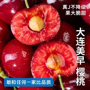 大连美早樱桃车厘子孕妇新鲜水果国产现摘美早樱桃特大3j4j5j