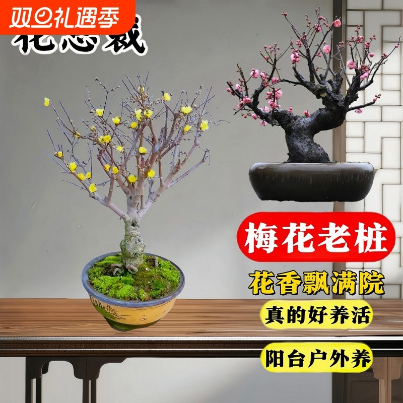 腊梅树苗盆栽梅花苗带花苞耐寒老桩盆景花卉植物庭院冬季原生绿梅