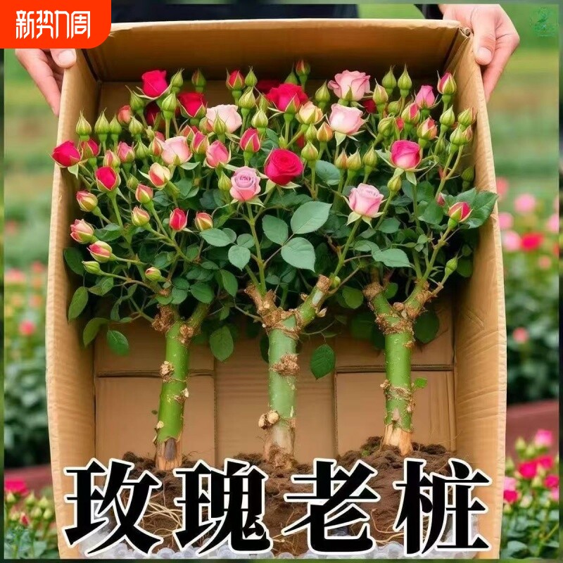 正宗混色玫瑰花苗老桩开花月季花花卉四季老根盆栽室内多色玫瑰花