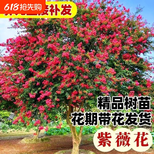 红花紫薇树苗绿化树盆栽四季花卉植物室外庭院紫薇大苗百日红种植