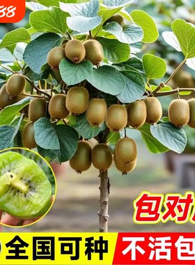 猕猴桃树果苗红心徐香弥猴桃盆栽