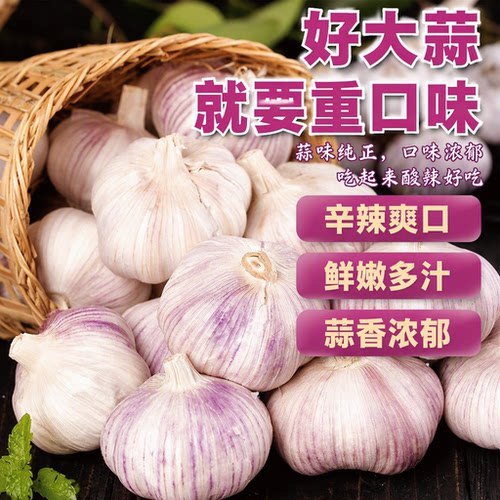 特大蒜干蒜紫皮蒜源头直发