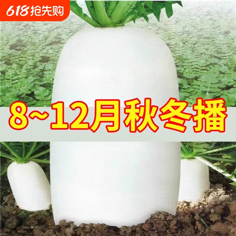 大白萝卜九斤王萝卜种子春秋蔬菜籽种水果白罗卜大全理想高产散装