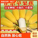 非小米芭蕉水果 正宗苹果蕉banana香蕉新鲜9斤苹果粉蕉自然熟当季