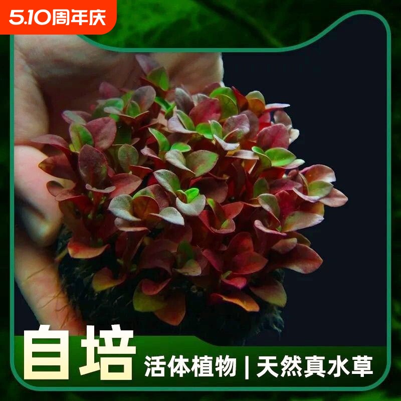 红波坨草 沉底定植坨 红色中后景草 无需底砂CO2 鱼缸造景真草