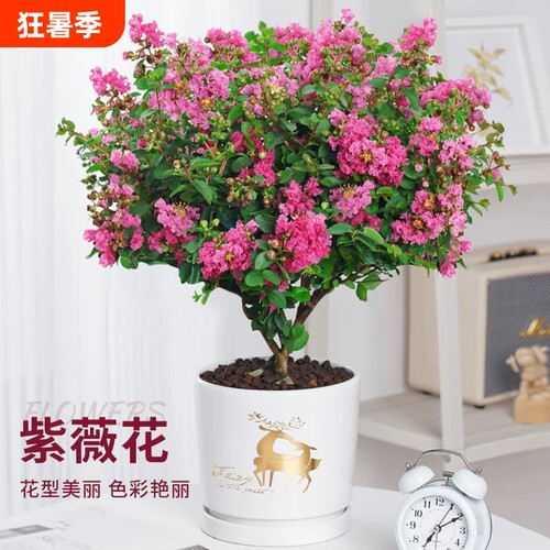 紫薇花树苗盆栽四季花卉植物庭院耐热绿植老桩盆景耐晒紫精灵开花