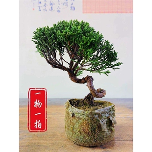 日本济州真柏纪州小盆景柏树盆栽办公室室内茶台摆件阳台