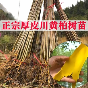 四川正宗厚皮川黄柏树苗基地发货正品剥皮黄皮药材黄柏树基地批发