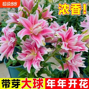 香水百合花种球盆栽花卉绿植物四季好养活水培室内室外庭院花期
