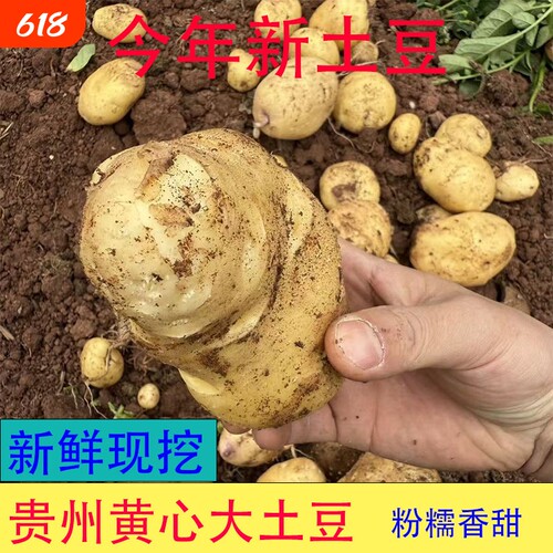 正宗土豆黄皮土豆新鲜