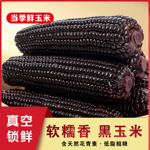 黑糯玉米3/5/8/10根