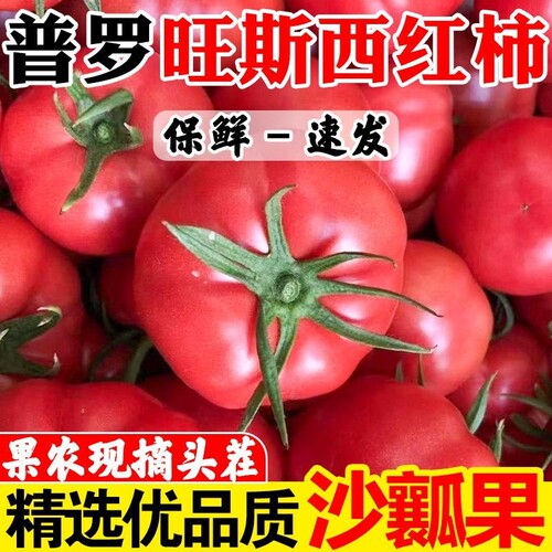 【自然成熟】攀枝花普罗旺斯西红柿水果番茄沙瓤柿子新鲜蔬菜批发