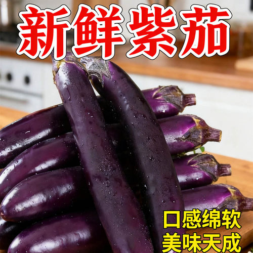 云南高山露天种植紫茄子