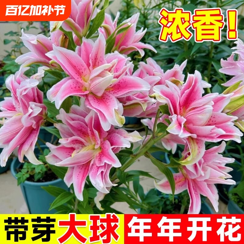 香水百合种球黄天霸百合种植苗盆栽花卉绿植耐寒四季开花重瓣庭院