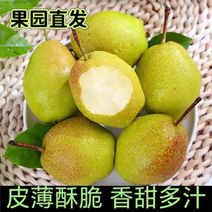 山西特产红香酥梨 香甜雪梨 脆皮多汁青皮梨当季新鲜香梨整箱包邮