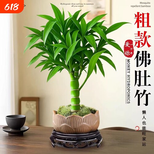 绿植罗汉竹子老桩佛肚竹盆栽水培植物办公室内客厅桌面盆景好养活
