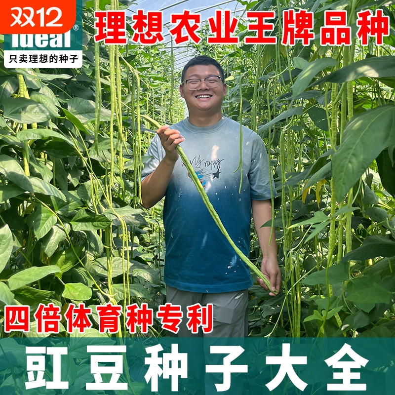 长豇豆种子高产全年|千人加购