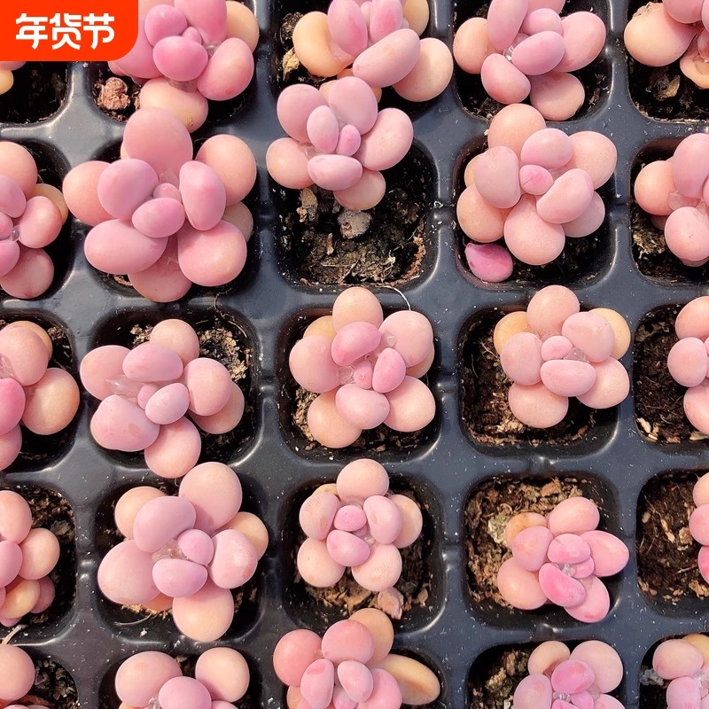 水蜜桃奶酪婴儿指汤圆多肉植物办公室内盆栽阳台花卉新手好养活