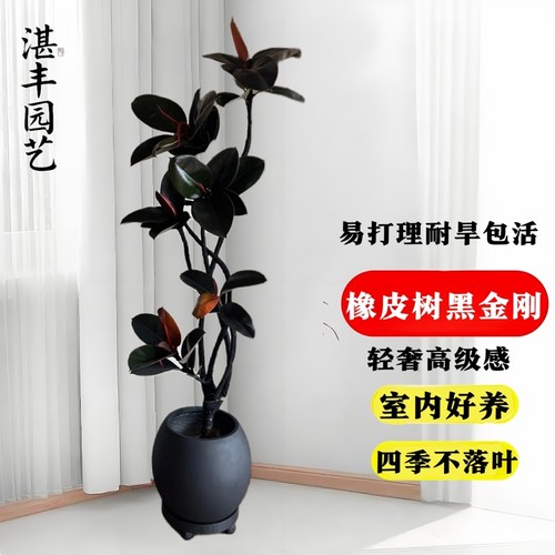 橡皮树黑金刚橡皮树客厅大盆栽高级感内落地大型真树老桩绿植四季