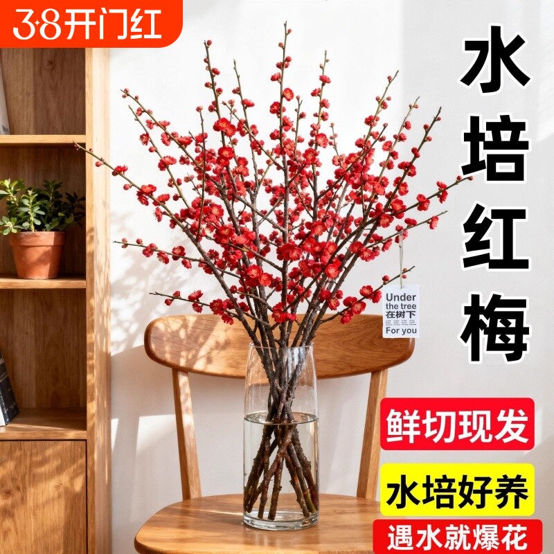 红梅水培植物干枝雪柳水养鲜花卉梅花鲜枝珍珠李室内客厅绿植盆栽
