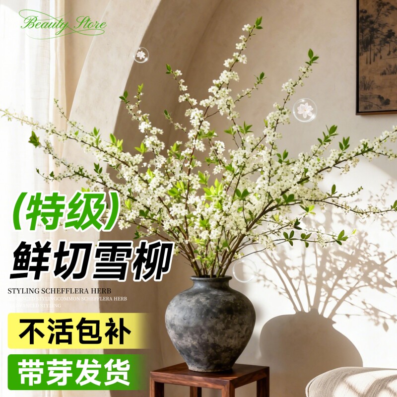 雪柳鲜枝带花苞水养干枝冬季花卉云南发水培植物室内好养绿植开花