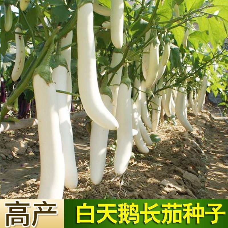 白长茄种子白天鹅白茄阳台庭院盆栽栽种春夏四季播种蔬菜种子大全
