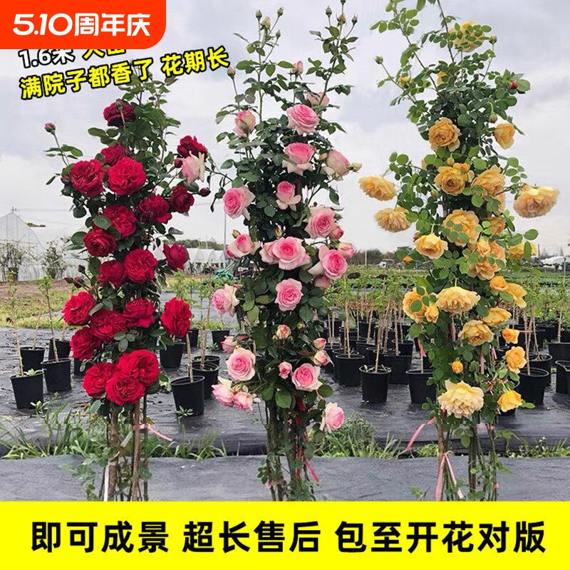 1米6蔷薇花苗藤本月季爬藤绿植物阳台花卉盆栽月季花庭院月季花苗