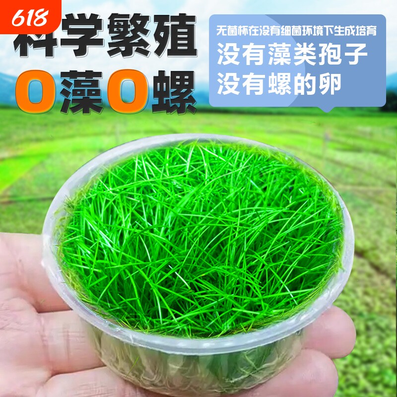 无菌杯牛毛水草前景草杯片植物鱼缸造景草坪专用阴性真草淡水好养
