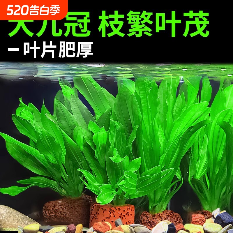 大叶九冠水草植物鱼缸造景阴性水培植物净化水质迷你绿水草皇冠