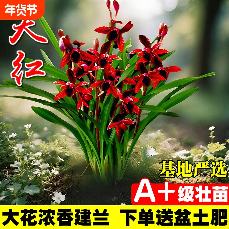 名贵建兰四季兰花苗夏带花室内好养花卉盆栽绿植开花客厅品种花草